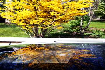 بهار در قاب دانشگاه علوم بهزیستی و توانبخشی